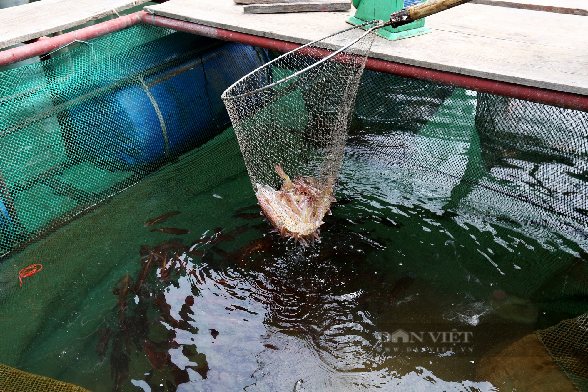 Dân nuôi hải sản lồng bè ở Vũng Áng của Hà Tĩnh đang “hốt bạc” nhờ bán con gì giá 1 triệu/kg?- Ảnh 4.