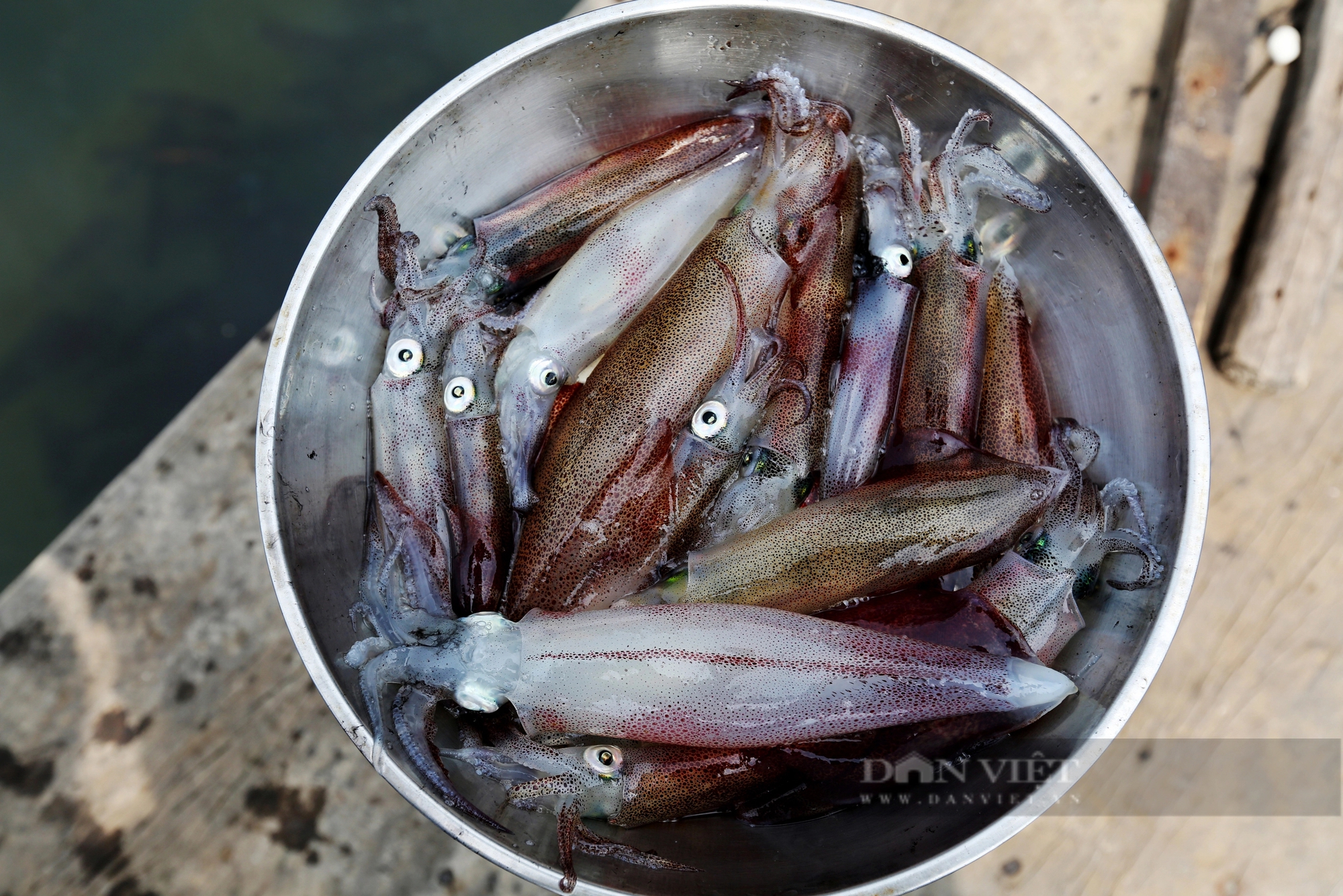 Dân nuôi hải sản lồng bè ở Vũng Áng của Hà Tĩnh đang “hốt bạc” nhờ bán con gì giá 1 triệu/kg?- Ảnh 5.
