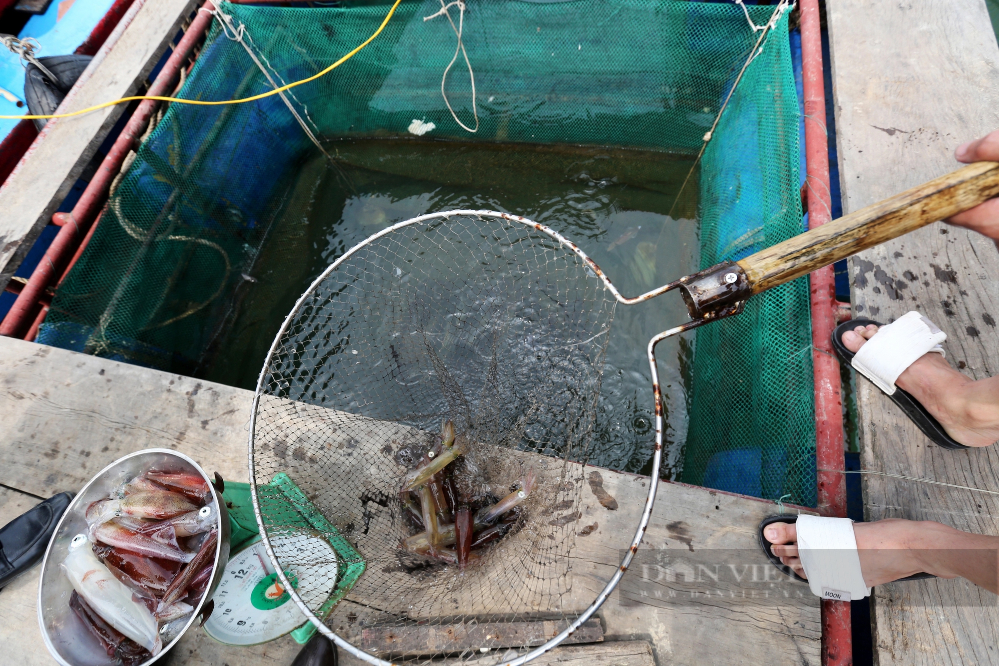Dân nuôi hải sản lồng bè ở Vũng Áng của Hà Tĩnh đang “hốt bạc” nhờ bán con gì giá 1 triệu/kg?- Ảnh 6.