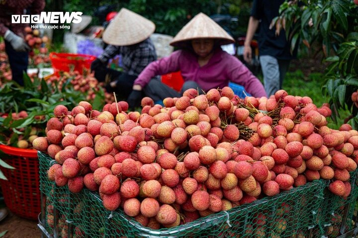 Ai không nên ăn quả vải dù thèm đến mấy?- Ảnh 1.