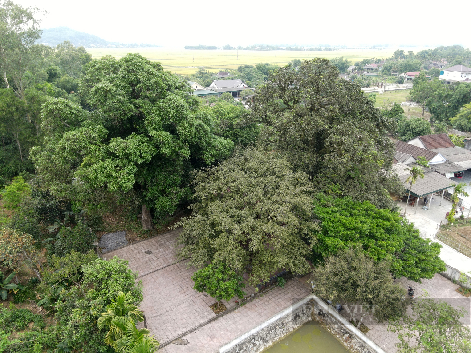 Ở một thị trấn của Hà Tĩnh có 2 cây cổ thụ 600 tuổi "trấn" cửa đền Cương Quốc Công Nguyễn Xí- Ảnh 4.