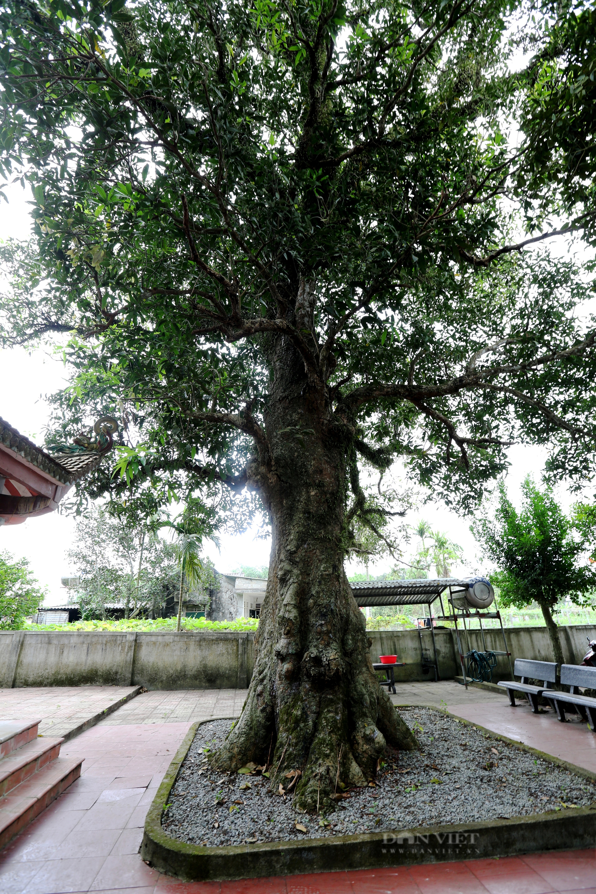 Ở một thị trấn của Hà Tĩnh có 2 cây cổ thụ 600 tuổi "trấn" cửa đền Cương Quốc Công Nguyễn Xí- Ảnh 5.