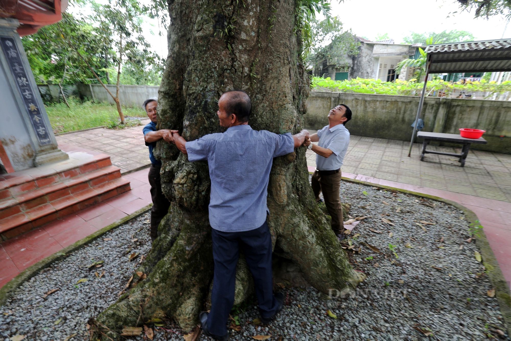 Ở một thị trấn của Hà Tĩnh có 2 cây cổ thụ 600 tuổi "trấn" cửa đền Cương Quốc Công Nguyễn Xí- Ảnh 6.