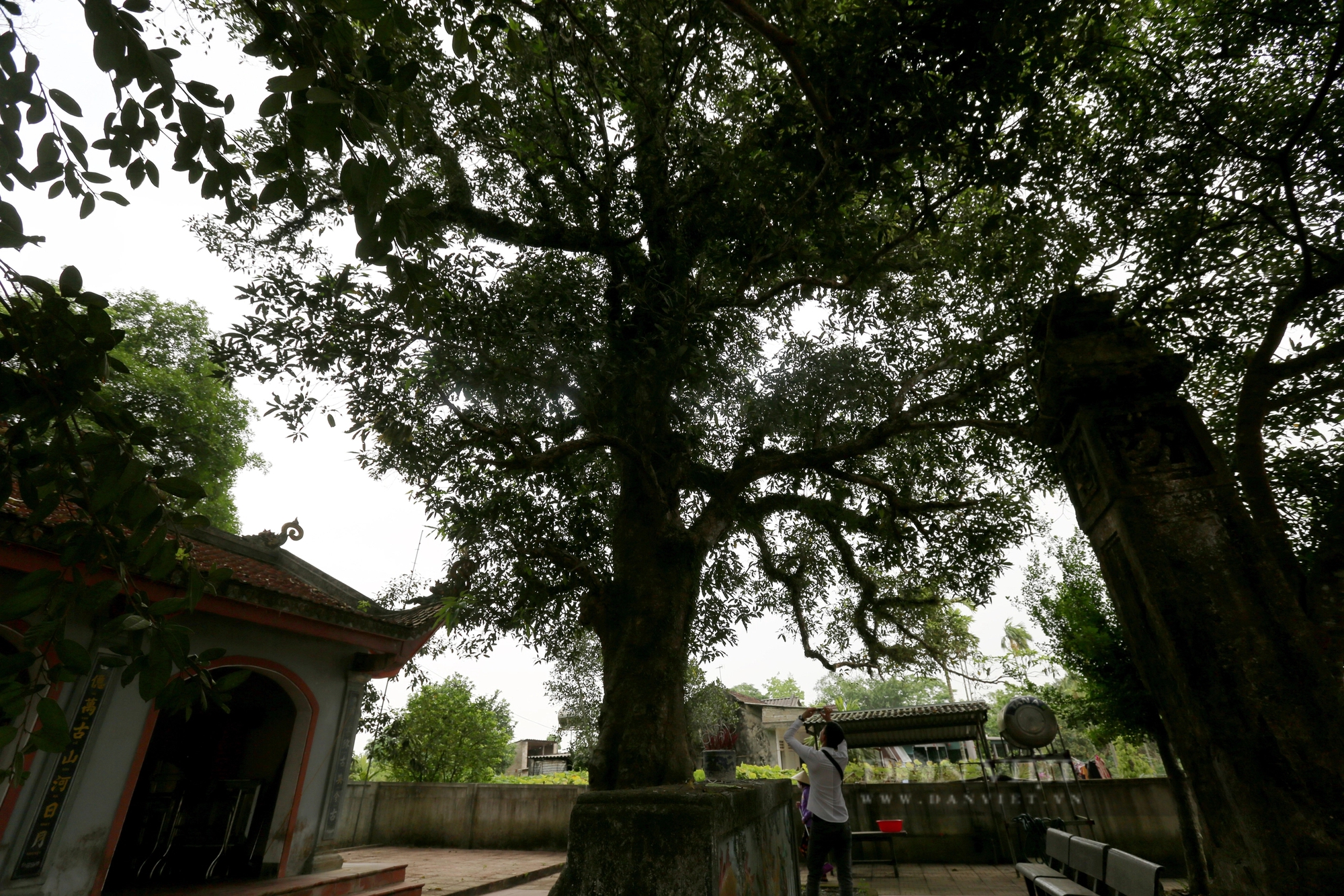 Ở một thị trấn của Hà Tĩnh có 2 cây cổ thụ 600 tuổi "trấn" cửa đền Cương Quốc Công Nguyễn Xí- Ảnh 11.