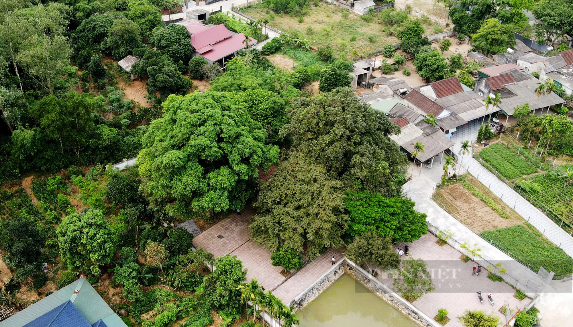 Ở một thị trấn của Hà Tĩnh có 2 cây cổ thụ 600 tuổi "trấn" cửa đền Cương Quốc Công Nguyễn Xí- Ảnh 14.