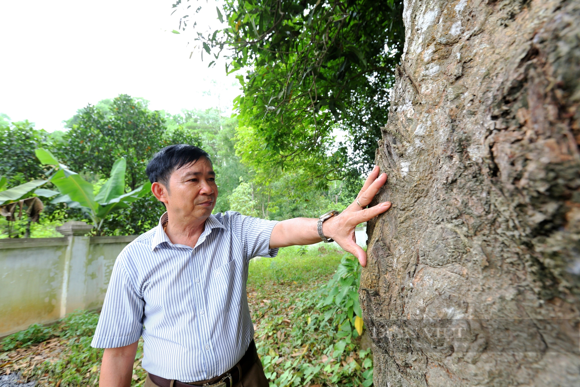 Ở một thị trấn của Hà Tĩnh có 2 cây cổ thụ 600 tuổi "trấn" cửa đền Cương Quốc Công Nguyễn Xí- Ảnh 15.