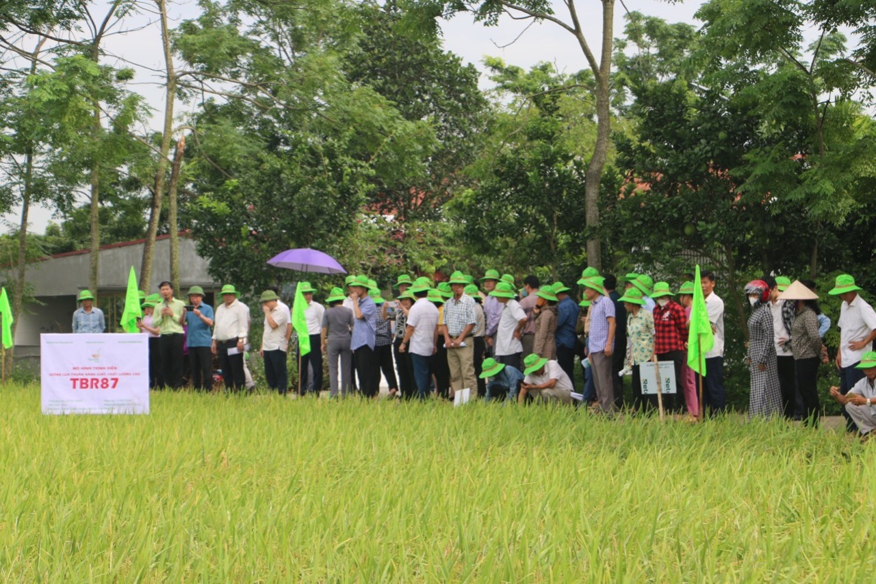 Một giống lúa cho năng suất cao vượt trội, trung bình 8 tấn/ha, lúa chín nặng trĩu bông, nông dân phấn khởi ra mặt- Ảnh 1.