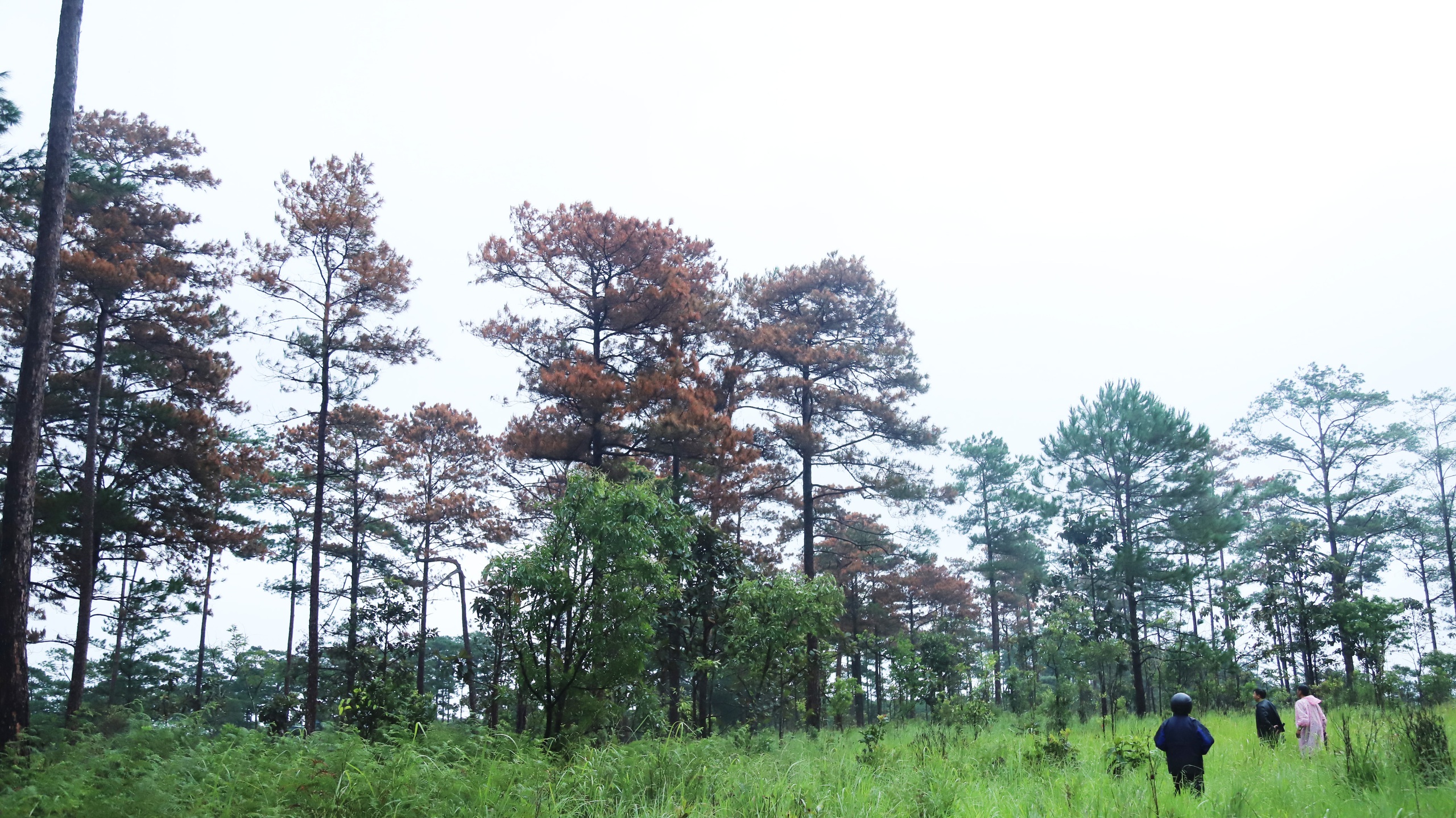 Lâm Đồng yêu cầu điều tra vụ đầu độc hơn 50 cây thông trên đất rừng giao cho doanh nghiệp- Ảnh 1.