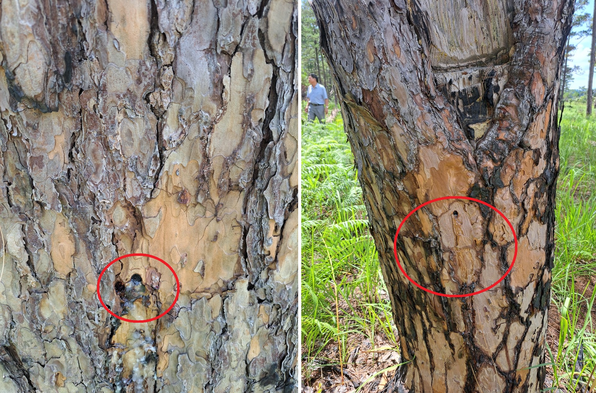 Lâm Đồng yêu cầu điều tra vụ đầu độc hơn 50 cây thông trên đất rừng giao cho doanh nghiệp- Ảnh 2.