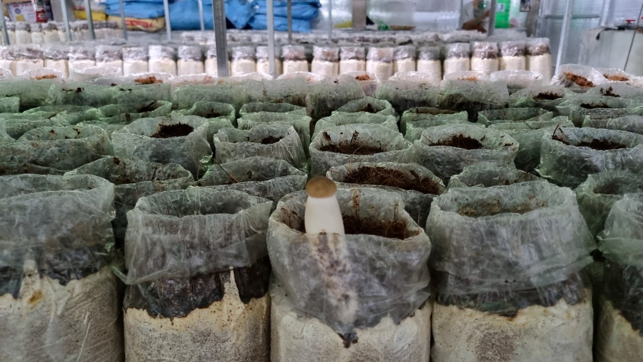 Trồng thành công một loại nấm dinh dưỡng tốt, ông nông dân An Giang bán 180.000 đồng/kg- Ảnh 4.