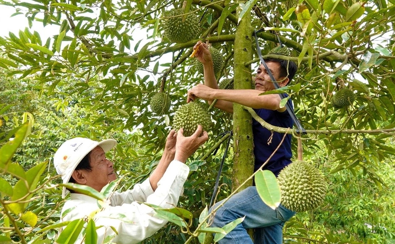 Một loại sầu riêng được cho là cao cấp hơn cả sầu riêng Musangking, giá 600.000 đồng/kg, không phải muốn là có- Ảnh 8.