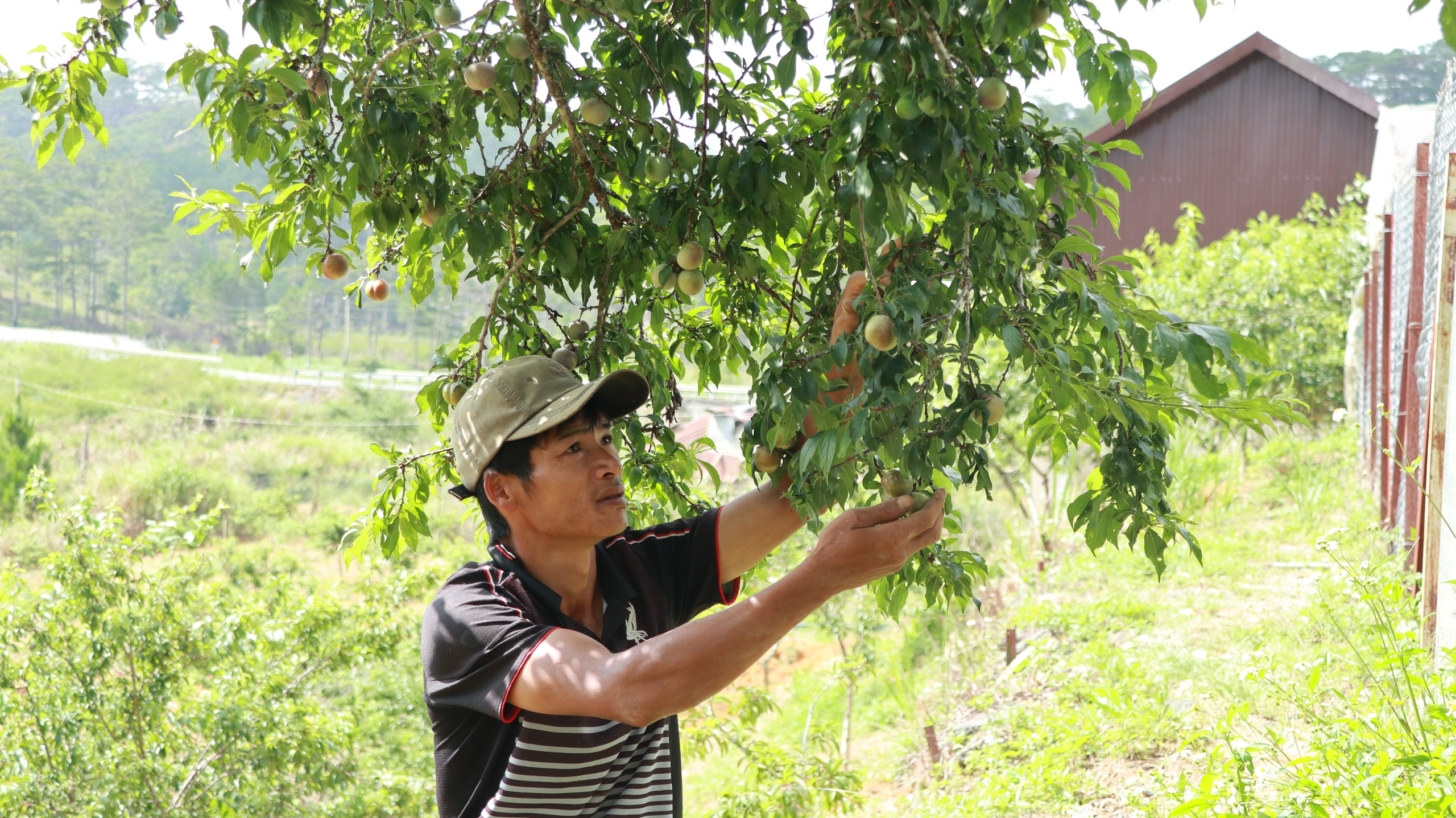 Chuyện lạ Lâm Đồng, "ghép duyên" 2 loại cây cùng họ, cây thấp tè trái ra quá trời, thu trăm triệu/năm- Ảnh 2.