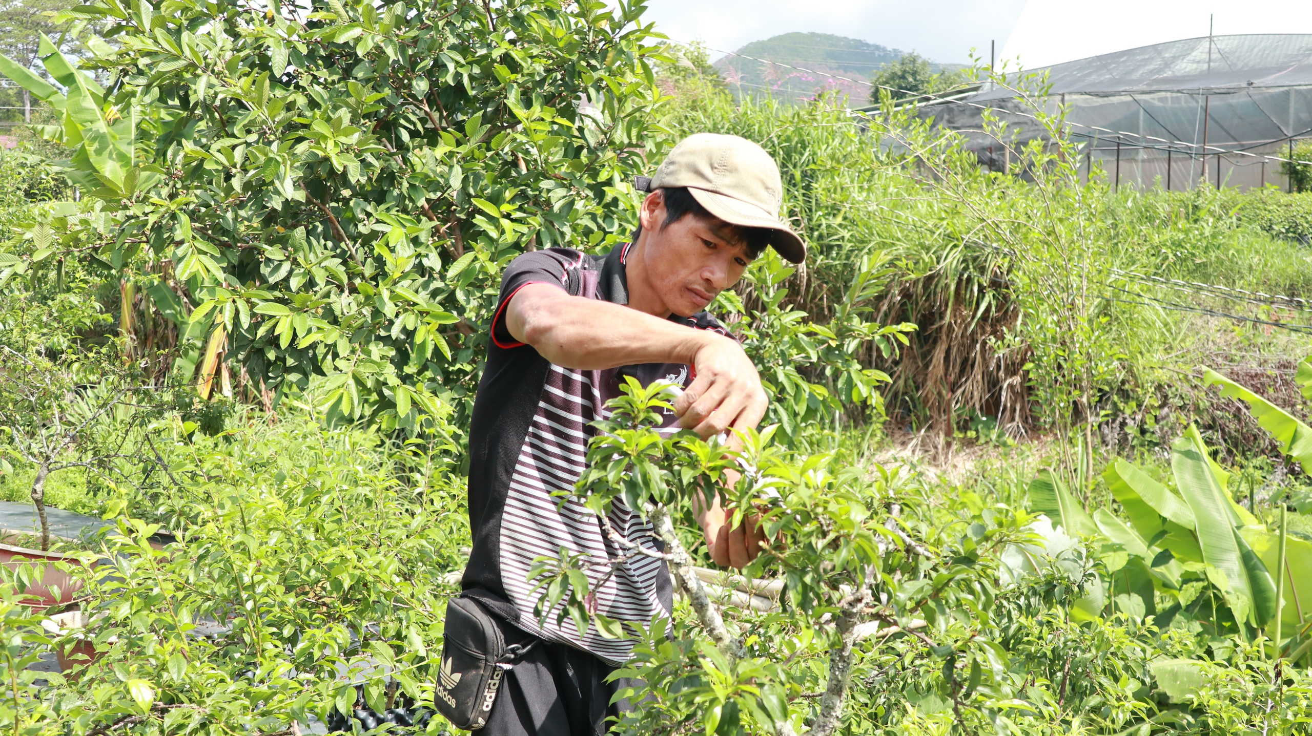 Chuyện lạ Lâm Đồng, "ghép duyên" 2 loại cây cùng họ, cây thấp tè trái ra quá trời, thu trăm triệu/năm- Ảnh 4.