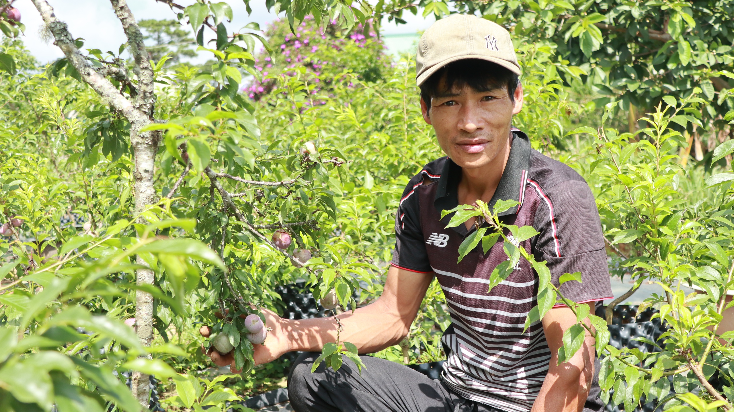 Chuyện lạ Lâm Đồng, "ghép duyên" 2 loại cây cùng họ, cây thấp tè trái ra quá trời, thu trăm triệu/năm- Ảnh 5.