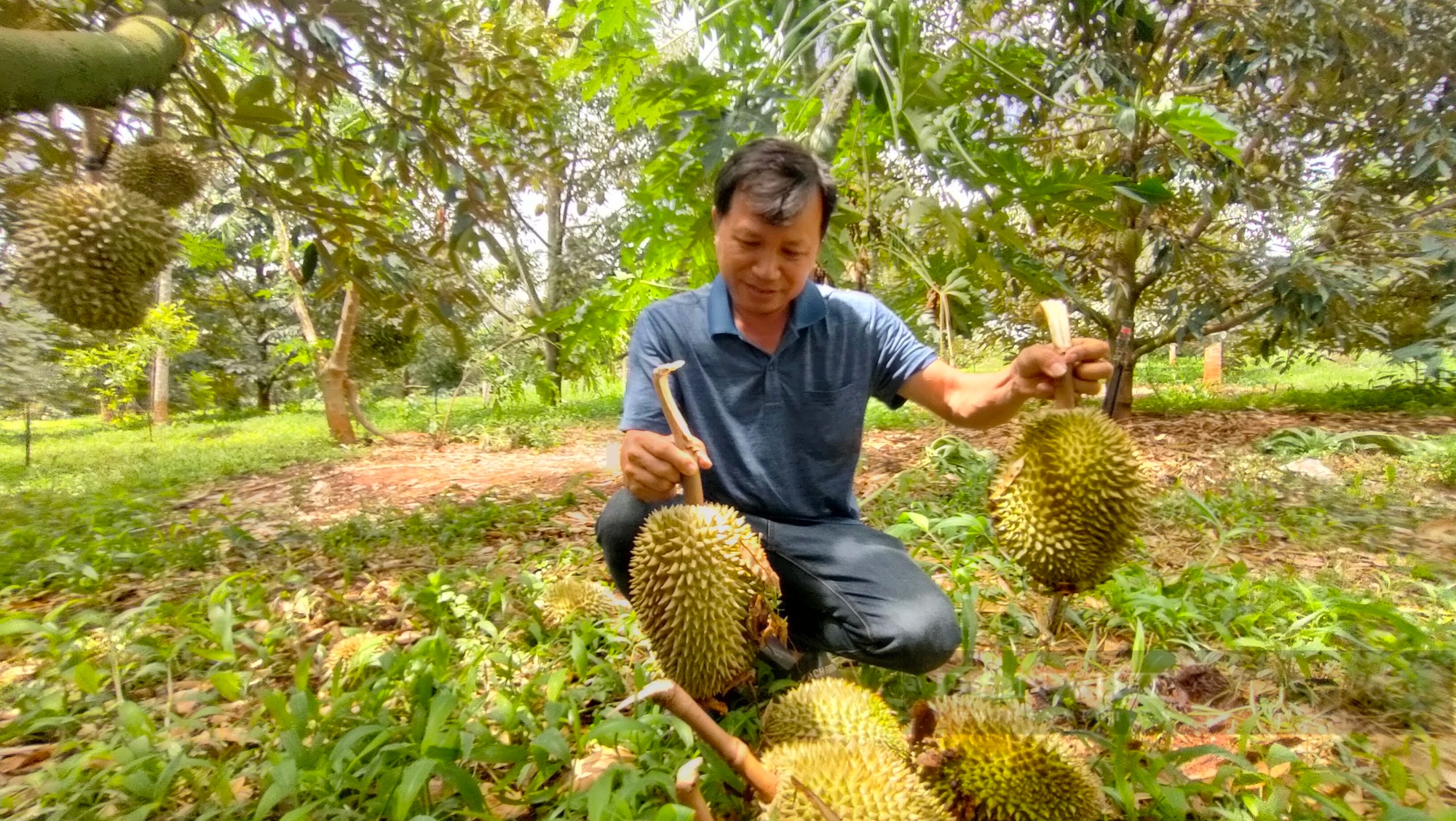 Một trận giông lốc quét qua, nhiều vườn sầu riêng ở Gia Lai gãy cành, rụng trái la liệt- Ảnh 1.