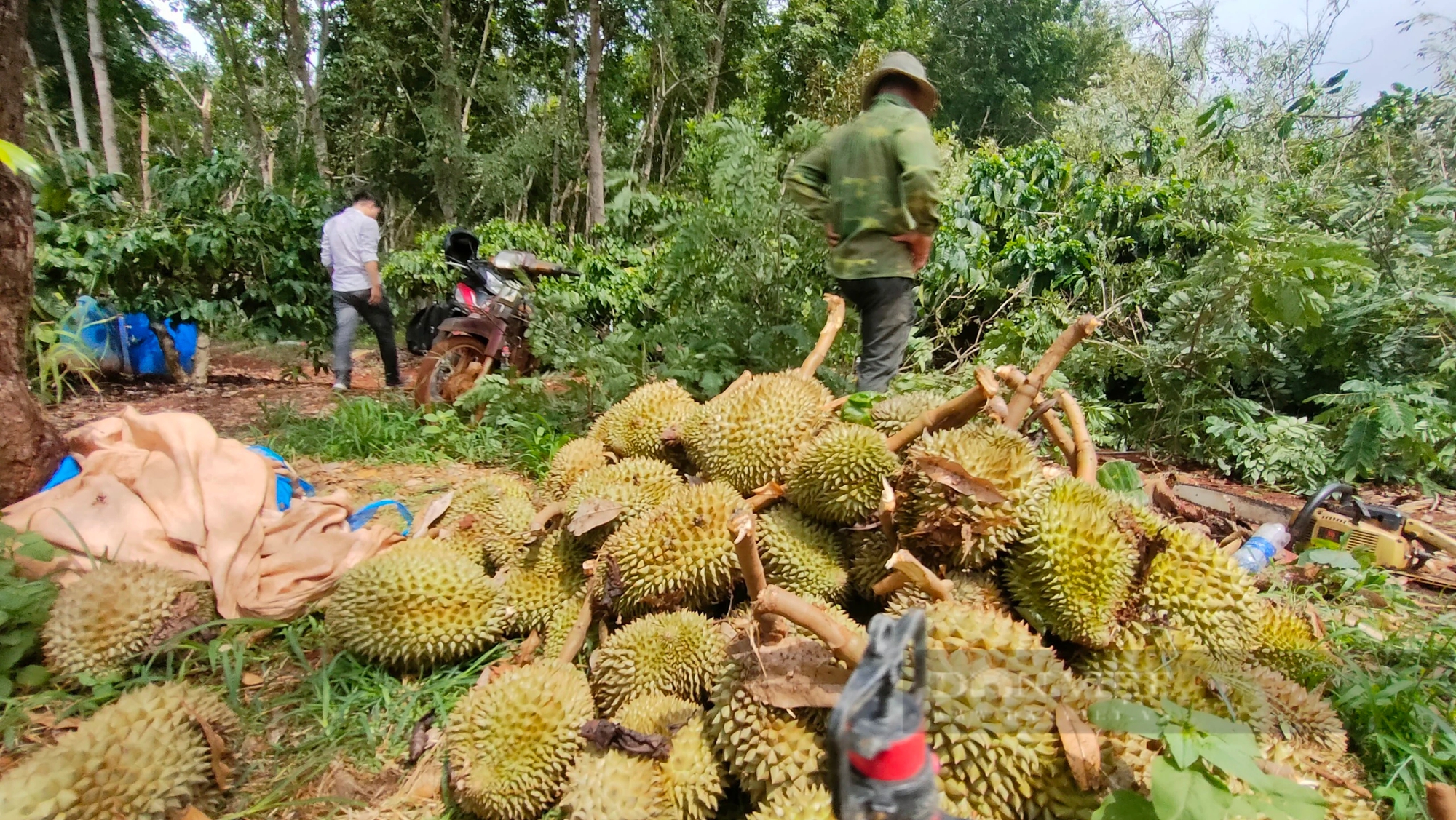 Một trận giông lốc quét qua, nhiều vườn sầu riêng ở Gia Lai gãy cành, rụng trái la liệt- Ảnh 3.