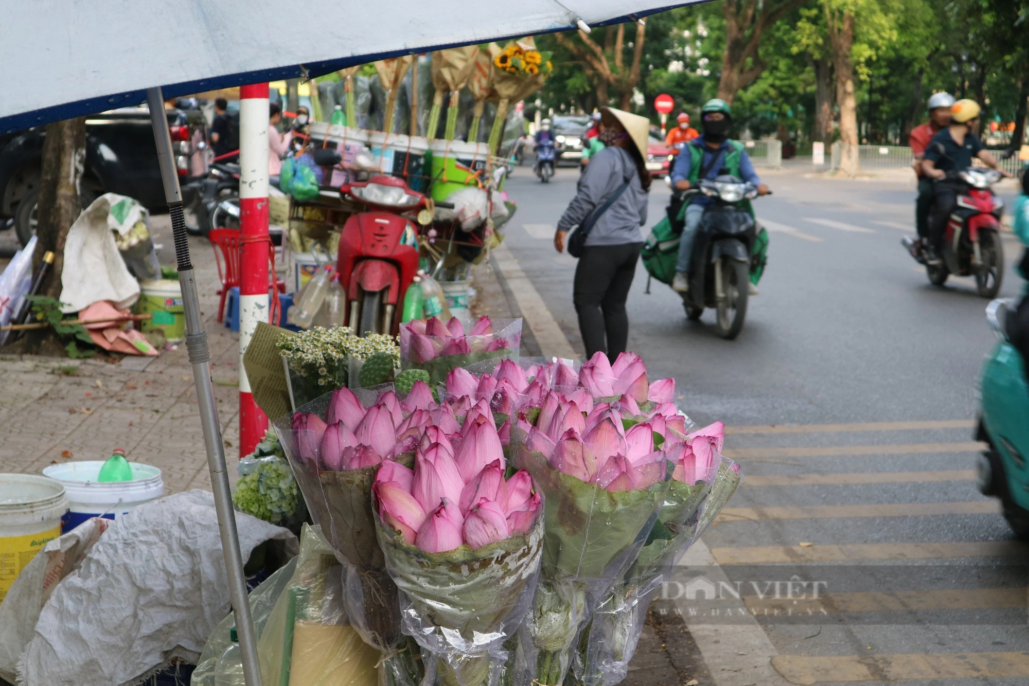 Sen đầu mùa nở rộ ở Hà Nội, tiểu thương chịu khó kiếm tiền mỗi ngày nhờ mang đi "hát rong"- Ảnh 1.