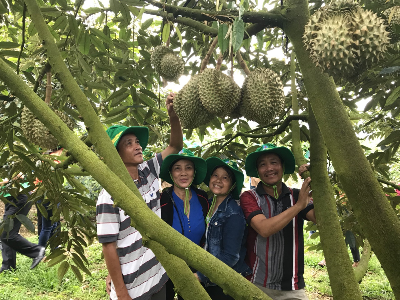 Cây sầu riêng sử dụng Phân bón Phú mỹ có năng suất cao, mẫu mã đẹp, chất lượng thơm ngon.