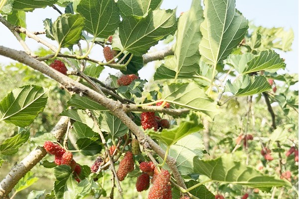 Trồng thứ cây tới mùa ra trái chả kịp cản, ở Hậu Giang, một nông dân hái 10 tấn bán, mang về 500 triệu- Ảnh 2.