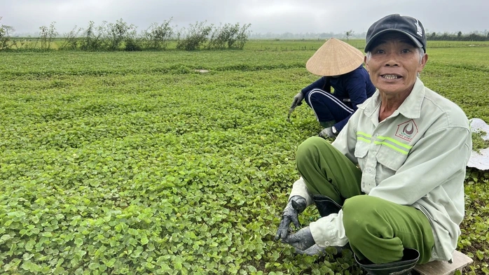 Quảng Trị trồng rừng bán tín chỉ carbon, nông dân Thừa Thiên Huế lại giàu lên nhờ sản xuất hữu cơ- Ảnh 2.