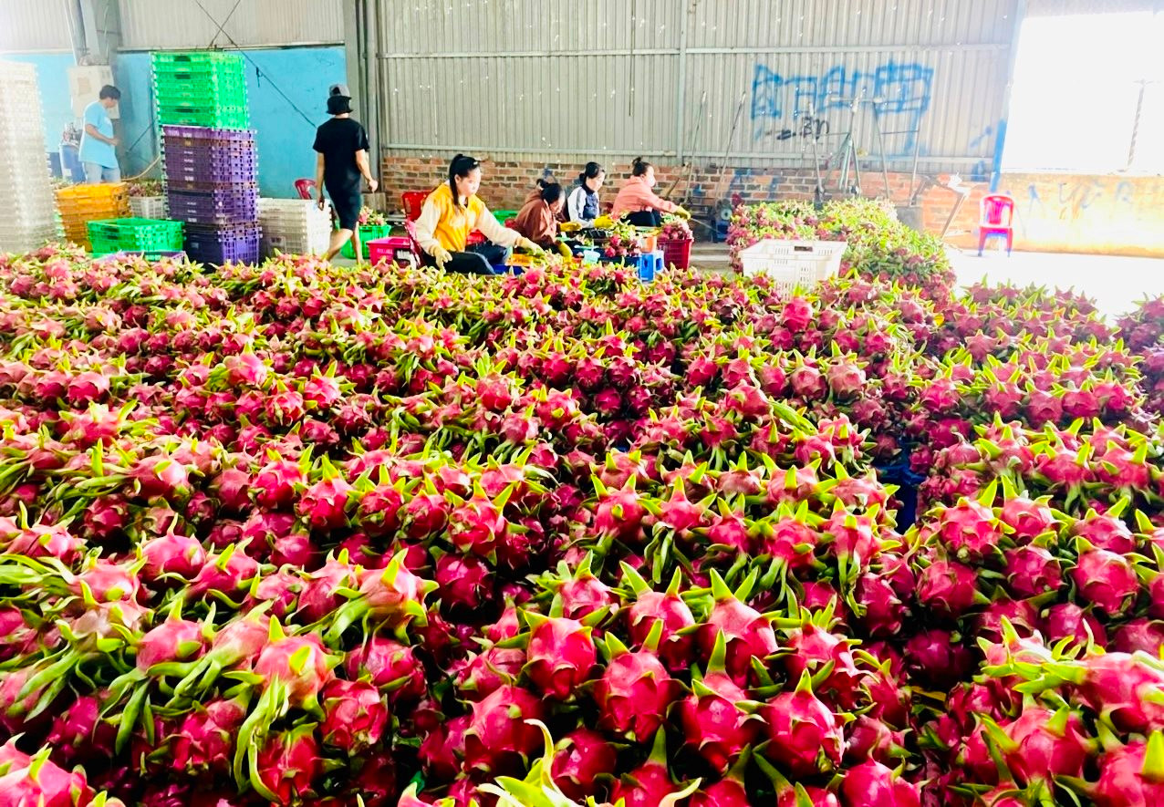 Loại quả ngon này ở Bình Thuận trồng trái vụ bán giá cao, thương lái vẫn kêu "khan hàng"- Ảnh 2.