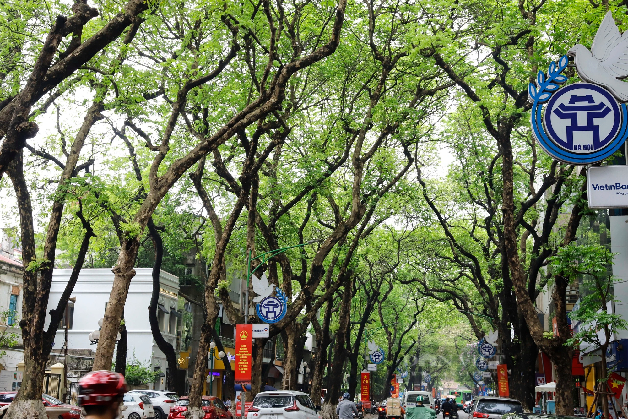 Hàng loạt cây xanh phủ bóng mát bị cắt tỉa trơ trụi giữa mùa hè tại Hà Nội- Ảnh 8.