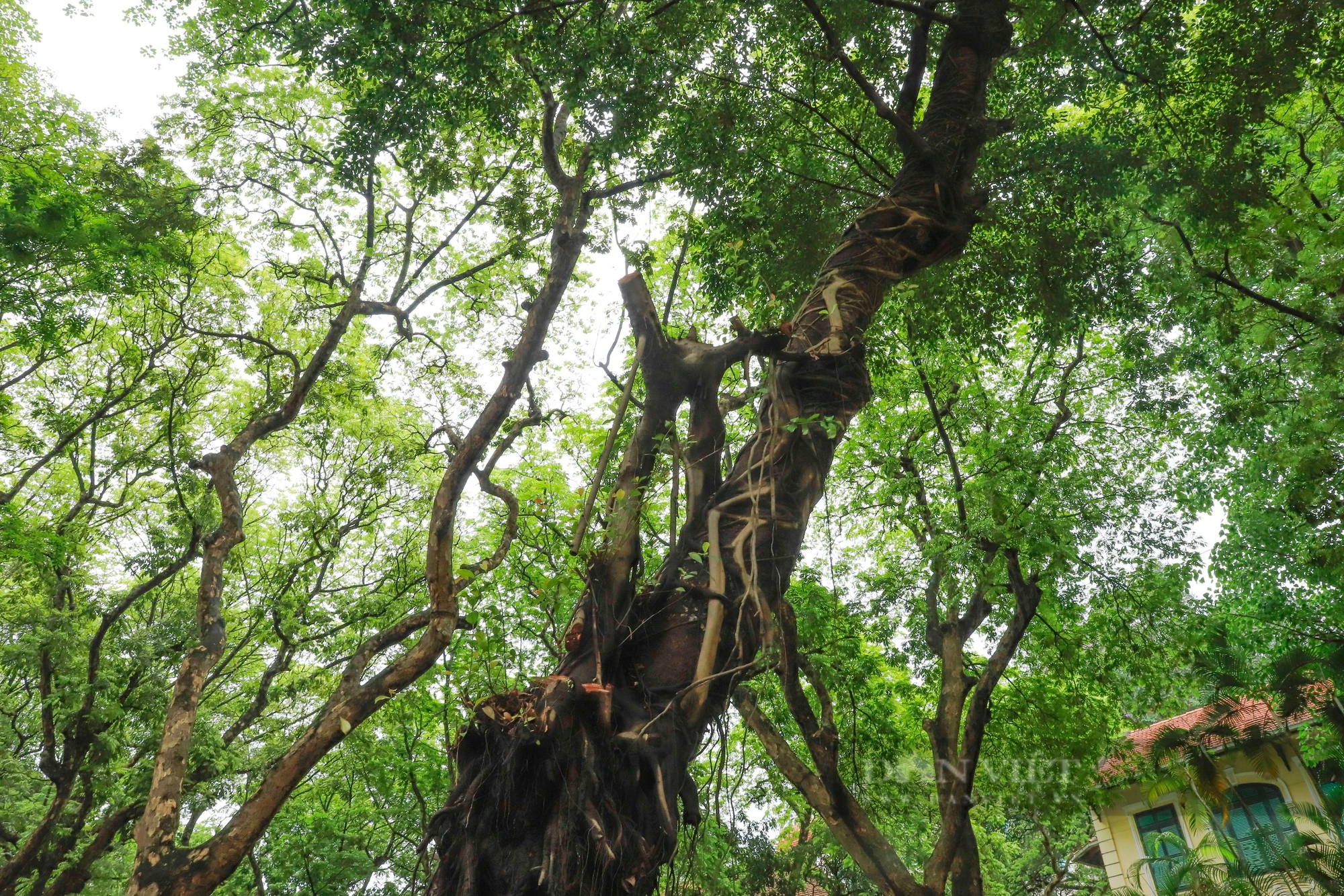 Hàng loạt cây xanh phủ bóng mát bị cắt tỉa trơ trụi giữa mùa hè tại Hà Nội- Ảnh 9.