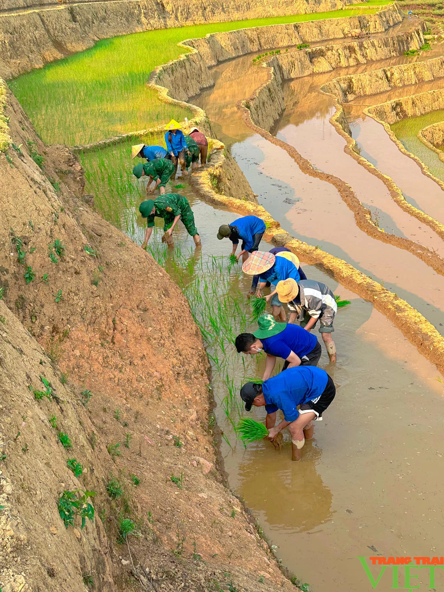 Xúc động hình ảnh tuổi trẻ huyện Mường Tè bì bõm lội ruộng cấy lúa giúp dân- Ảnh 10.