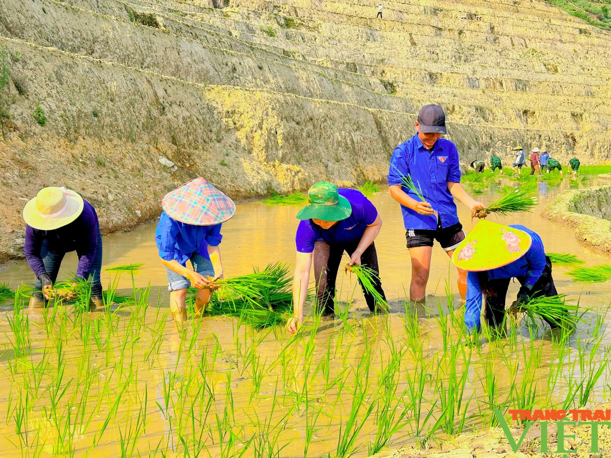 Xúc động hình ảnh tuổi trẻ huyện Mường Tè bì bõm lội ruộng cấy lúa giúp dân- Ảnh 11.
