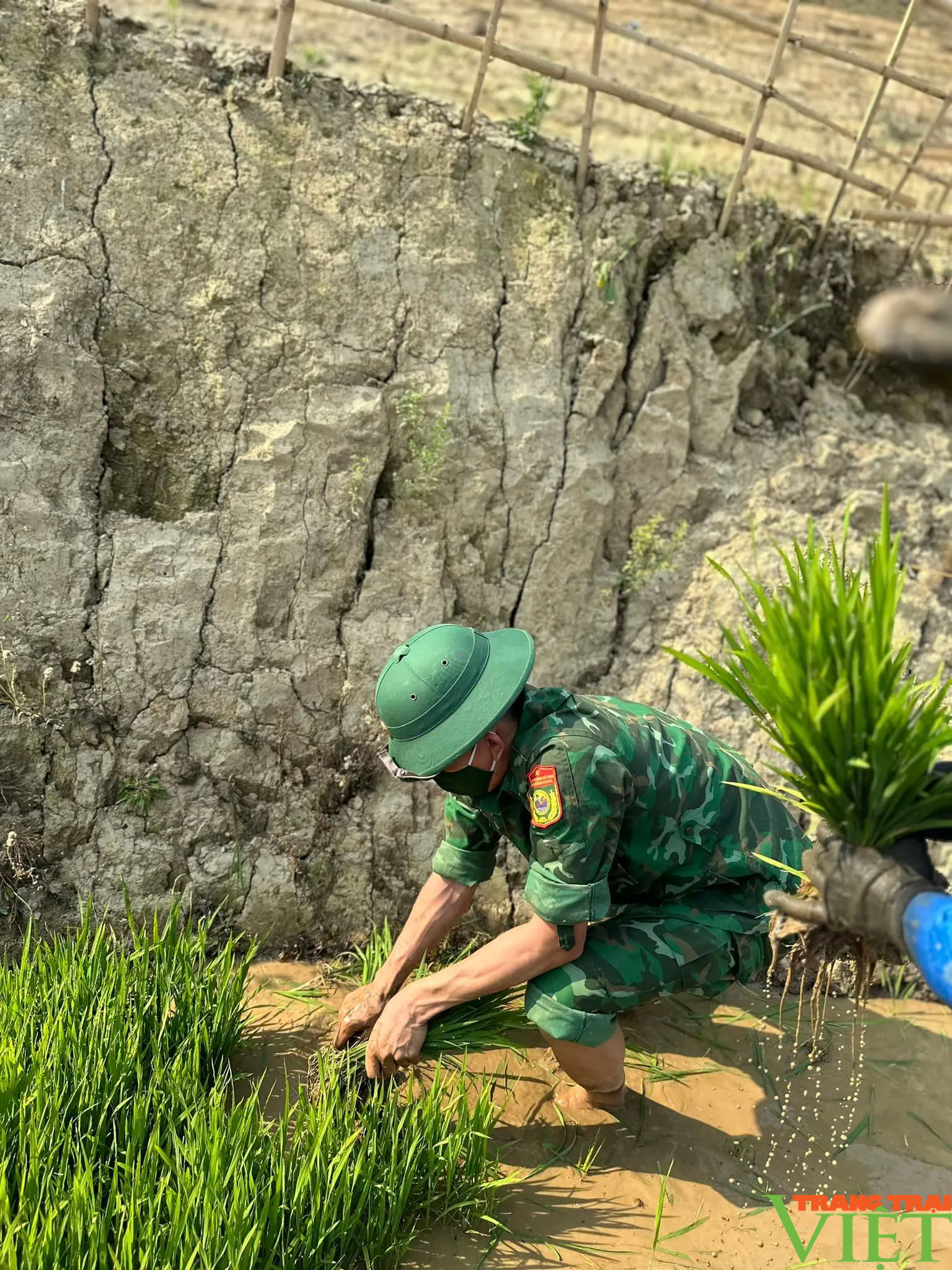 Xúc động hình ảnh tuổi trẻ huyện Mường Tè bì bõm lội ruộng cấy lúa giúp dân- Ảnh 12.