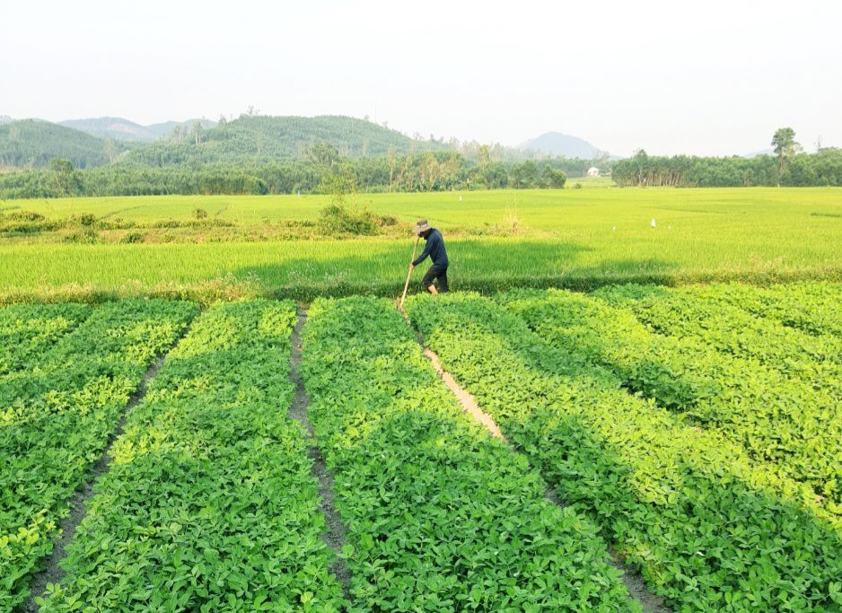 Nông dân một xã ở Quảng Nam chuyển từ làm lúa sang trồng những loại cây gì mà thu nhập tốt hơn hẳn?- Ảnh 1.