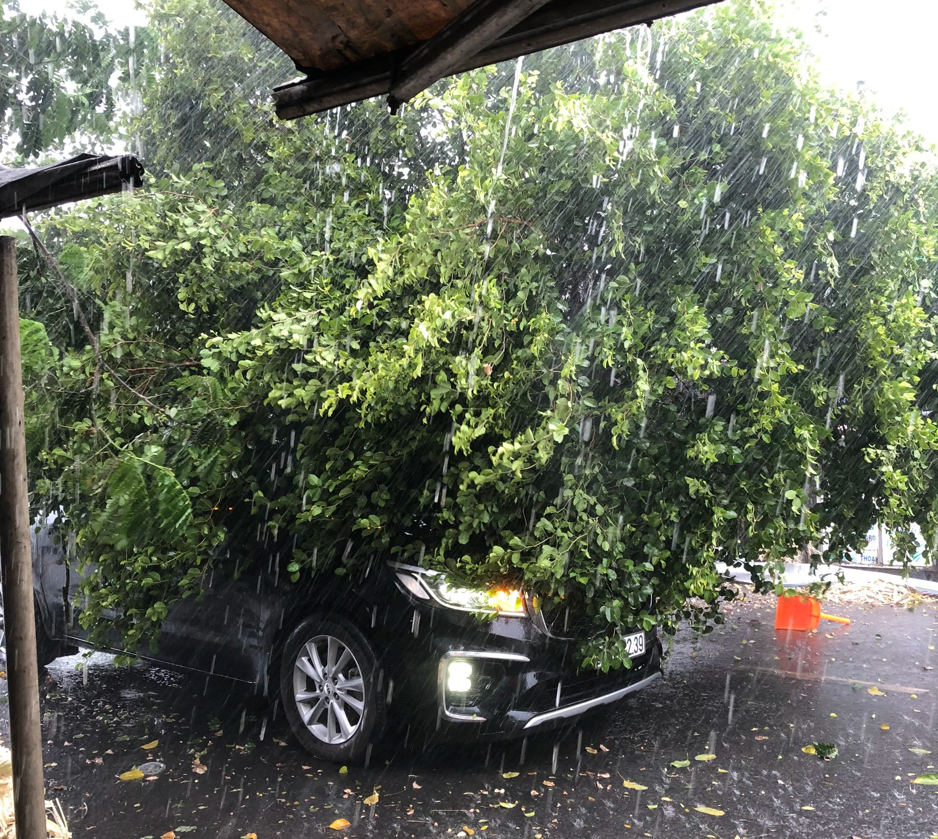 TP.HCM xuất hiện mưa đầu mùa, gió mạnh quật ngã cây đè ô tô trên đường- Ảnh 1.