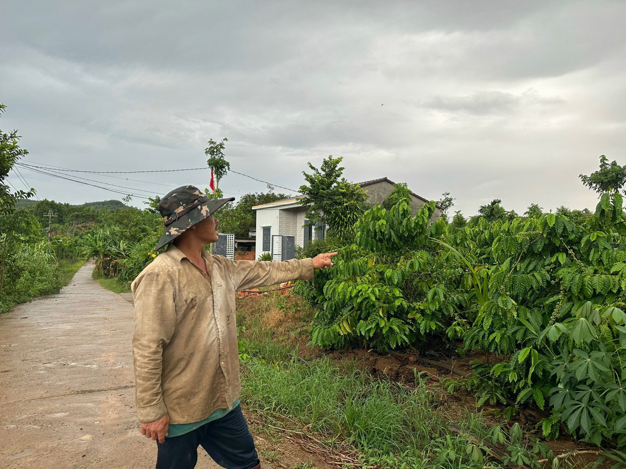 Khô hạn khốc liệt khiến hơn 11.000ha cây trồng ở Đắk Nông bị ảnh hưởng, giảm năng suất - Ảnh 1.