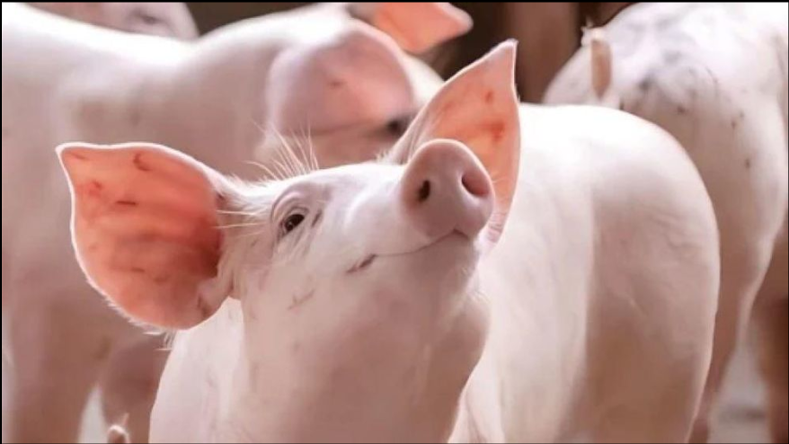 Giá lợn hơi đứng ở mức cao, người chăn nuôi vẫn e ngại tái đàn- Ảnh 2.