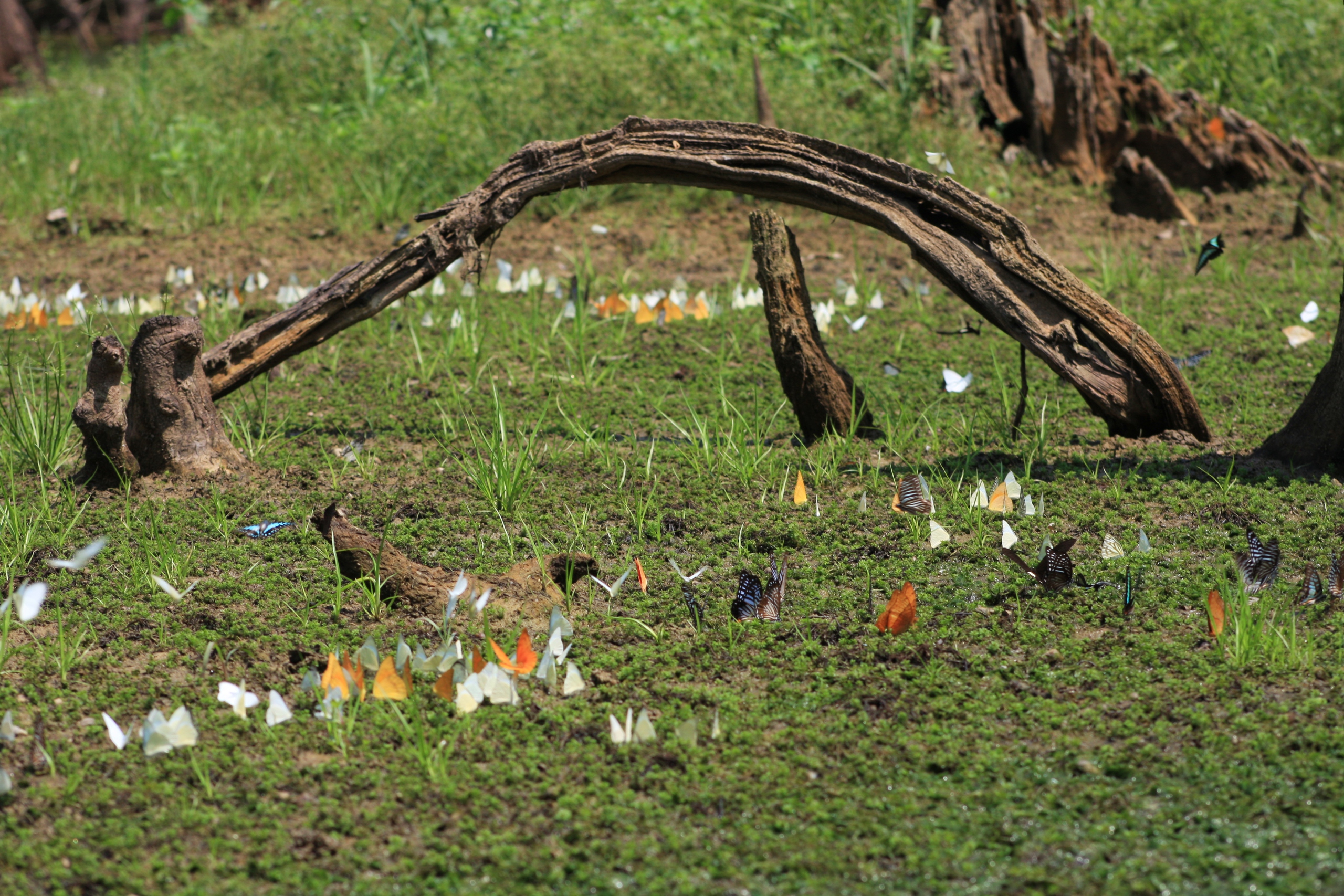 Gái xinh tạo dáng giữa hàng triệu cánh bướm khiến "nghìn người mê" ở Vườn Quốc gia Cúc Phương- Ảnh 4.
