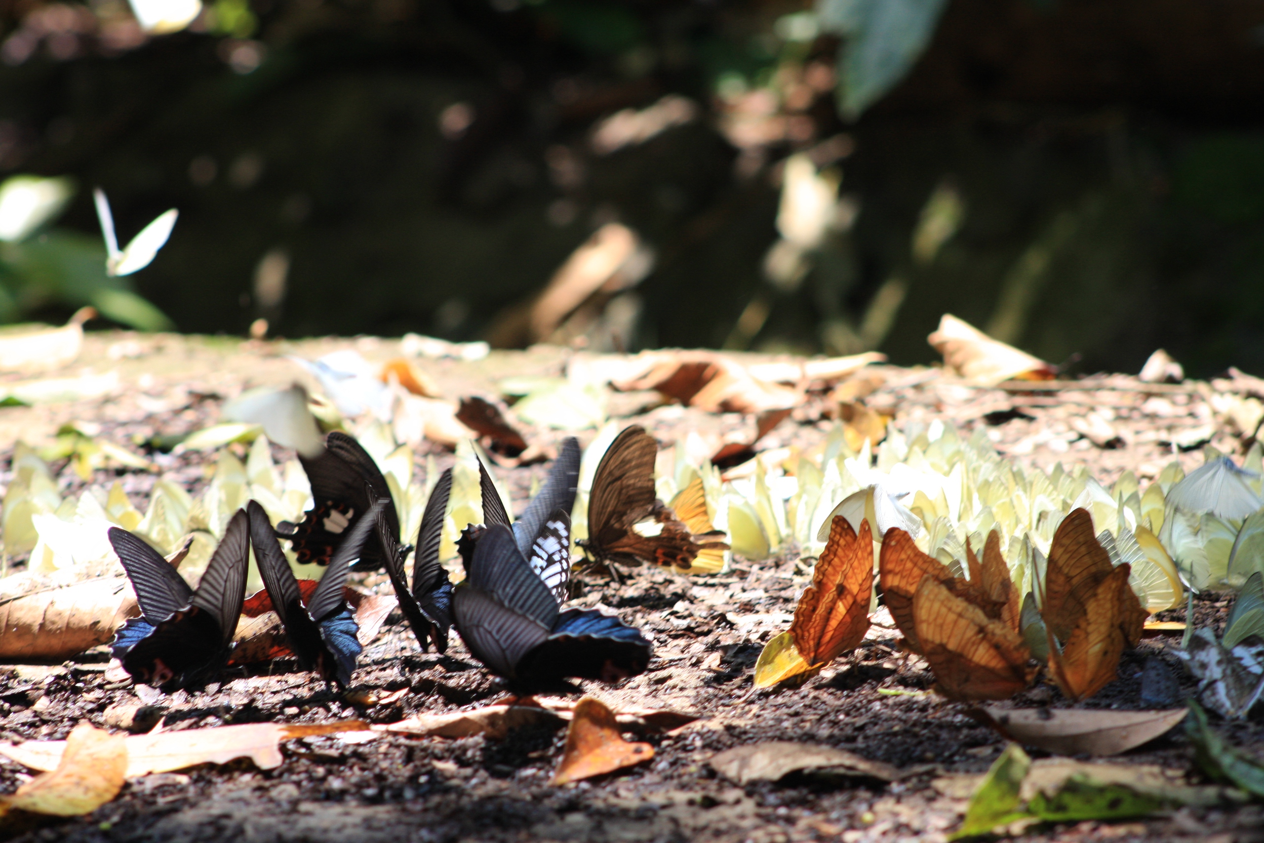 Gái xinh tạo dáng giữa hàng triệu cánh bướm khiến "nghìn người mê" ở Vườn Quốc gia Cúc Phương- Ảnh 3.