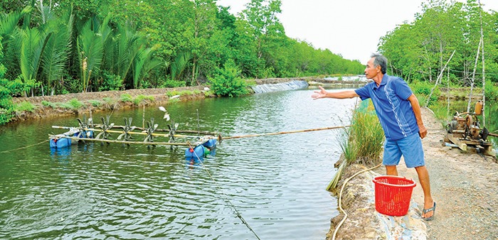 Nuôi thành công cá mú to bự trong ao đất, ông nông dân Kiên Giang bán 200.000-210.000 đồng/kg- Ảnh 1.