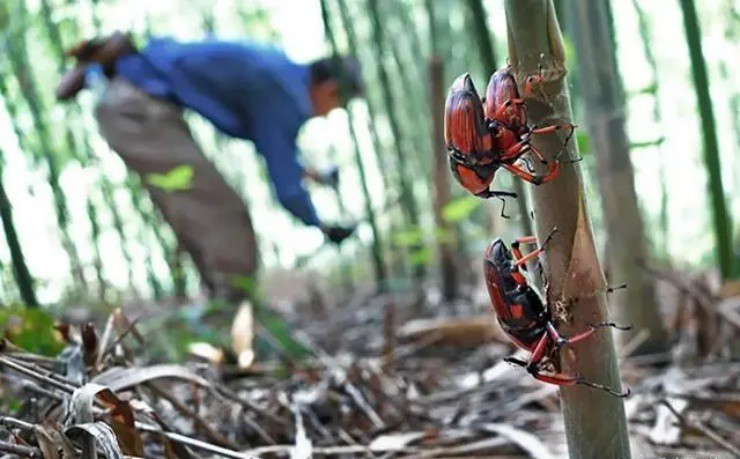 Vào rừng chặt tre bỗng vớ “mỏ vàng”, giá gần 400.000đ/kg, ở Việt Nam có đầy mà ít người dám thử- Ảnh 1.