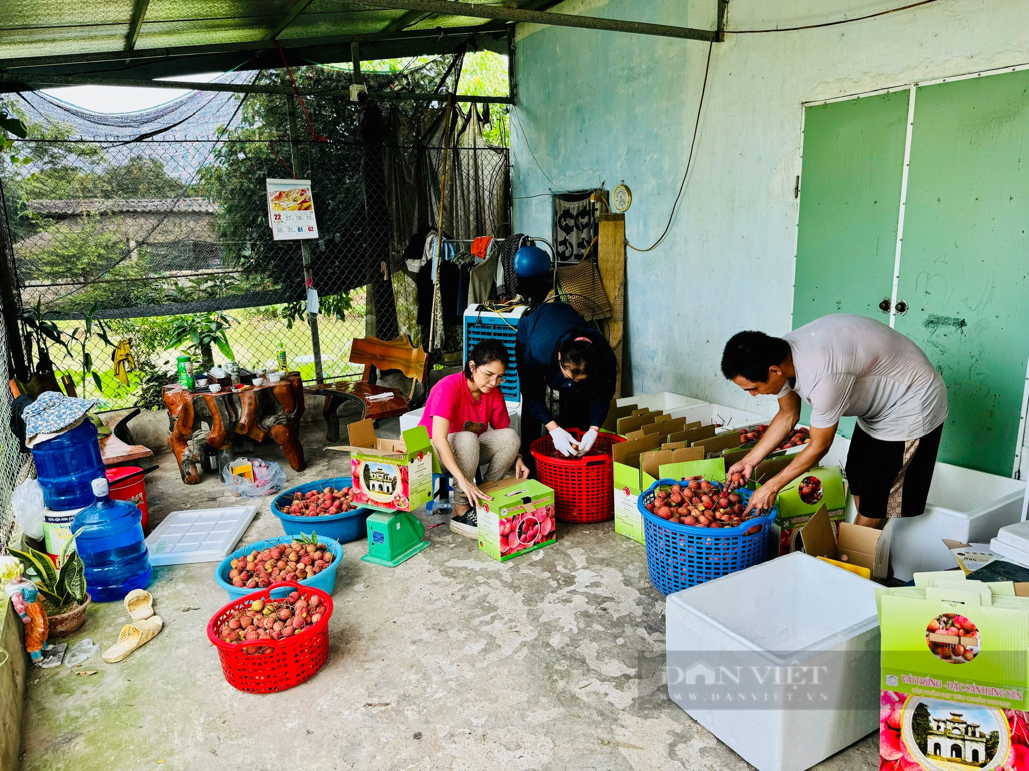 Một thứ quả đặc sản ở Hưng Yên to như quả trứng gà, vị ngọt thanh, 180.000 đồng chỉ mua được 17 quả- Ảnh 5.