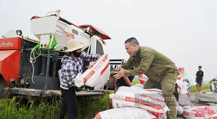 Được mùa lúa xuân, nông dân đất Tổ phấn khởi, đi gặt mà cười tươi như hoa- Ảnh 5.