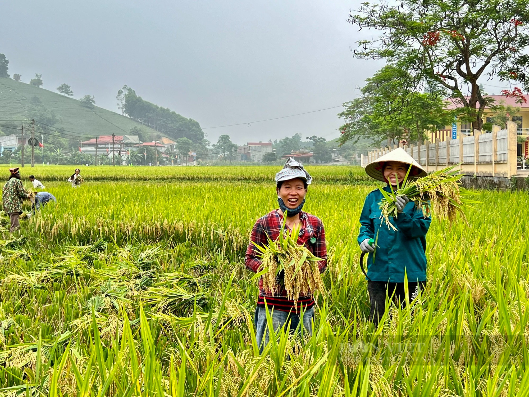 Được mùa lúa xuân, nông dân đất Tổ phấn khởi, đi gặt mà cười tươi như hoa- Ảnh 2.