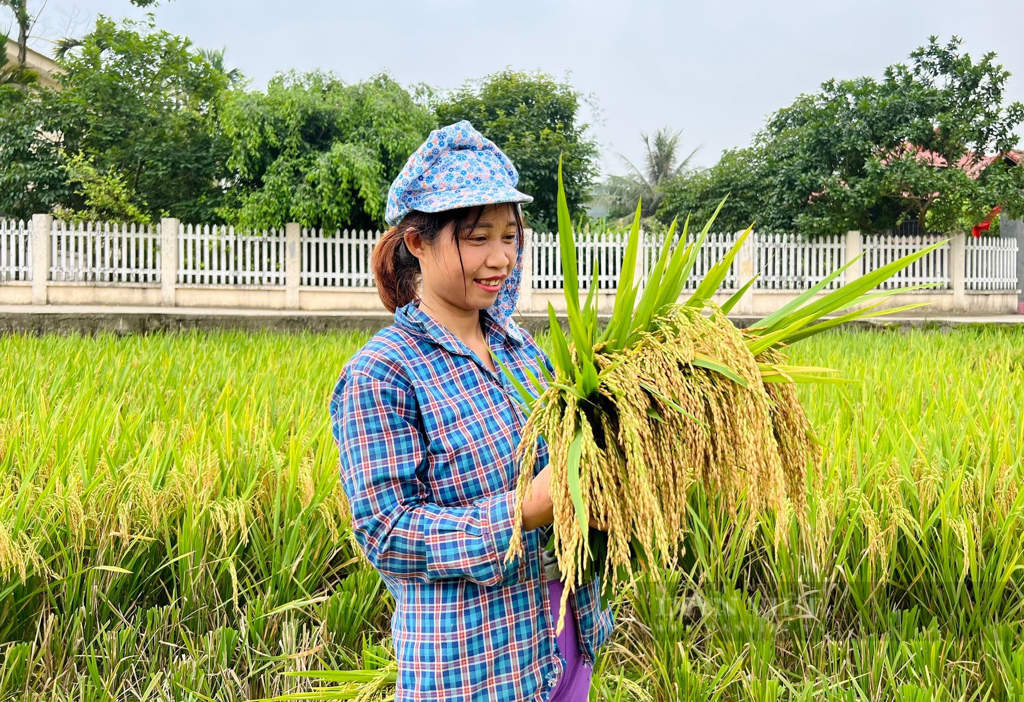 Được mùa lúa xuân, nông dân đất Tổ phấn khởi, đi gặt mà cười tươi như hoa- Ảnh 3.