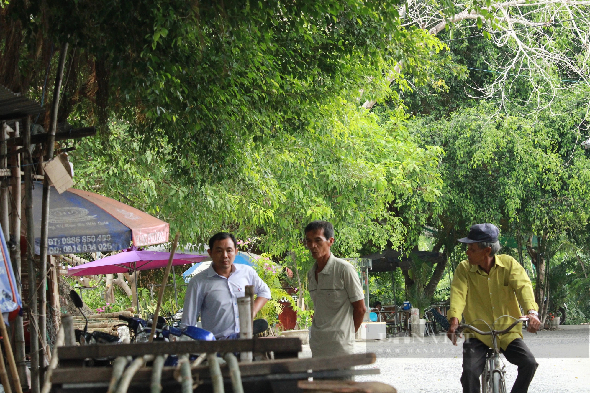 Biến cây tầm vông cong thành thẳng, một nông dân Khánh Hòa hái ra tiền- Ảnh 2.