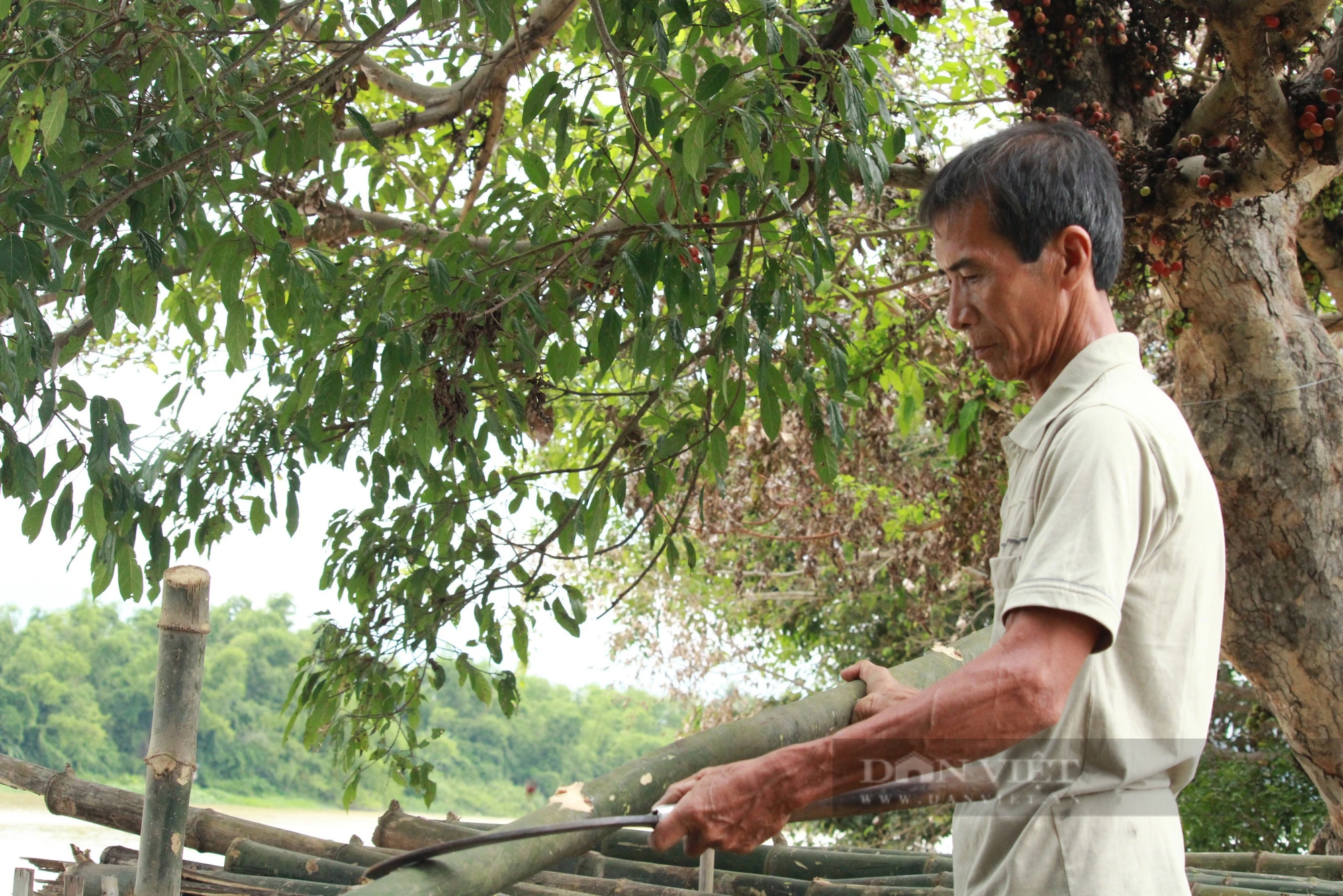 Biến cây tầm vông cong thành thẳng, một nông dân Khánh Hòa hái ra tiền- Ảnh 5.