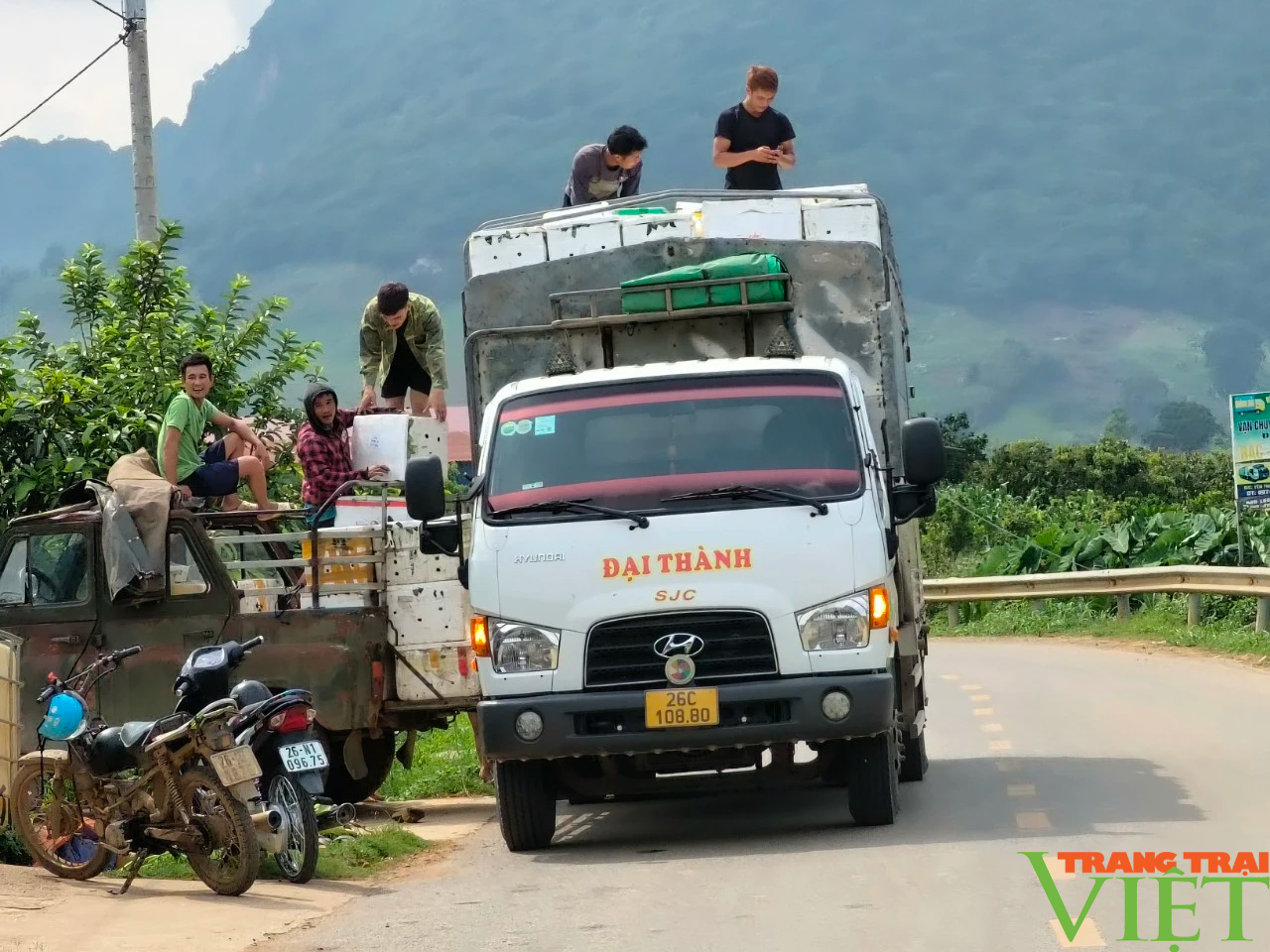 Mận hậu chín đỏ - “Mùa no ấm” nơi biên giới Yên Châu- Ảnh 1.