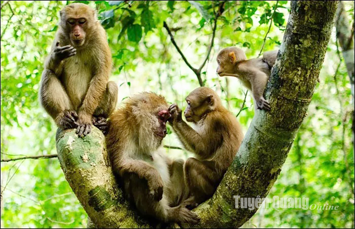 Lâu lắm rồi lại mới thấy loài động vật hoang dã này bế nhau ngồi hàng đàn ở khu rừng một thôn của Tuyên Quang- Ảnh 2.