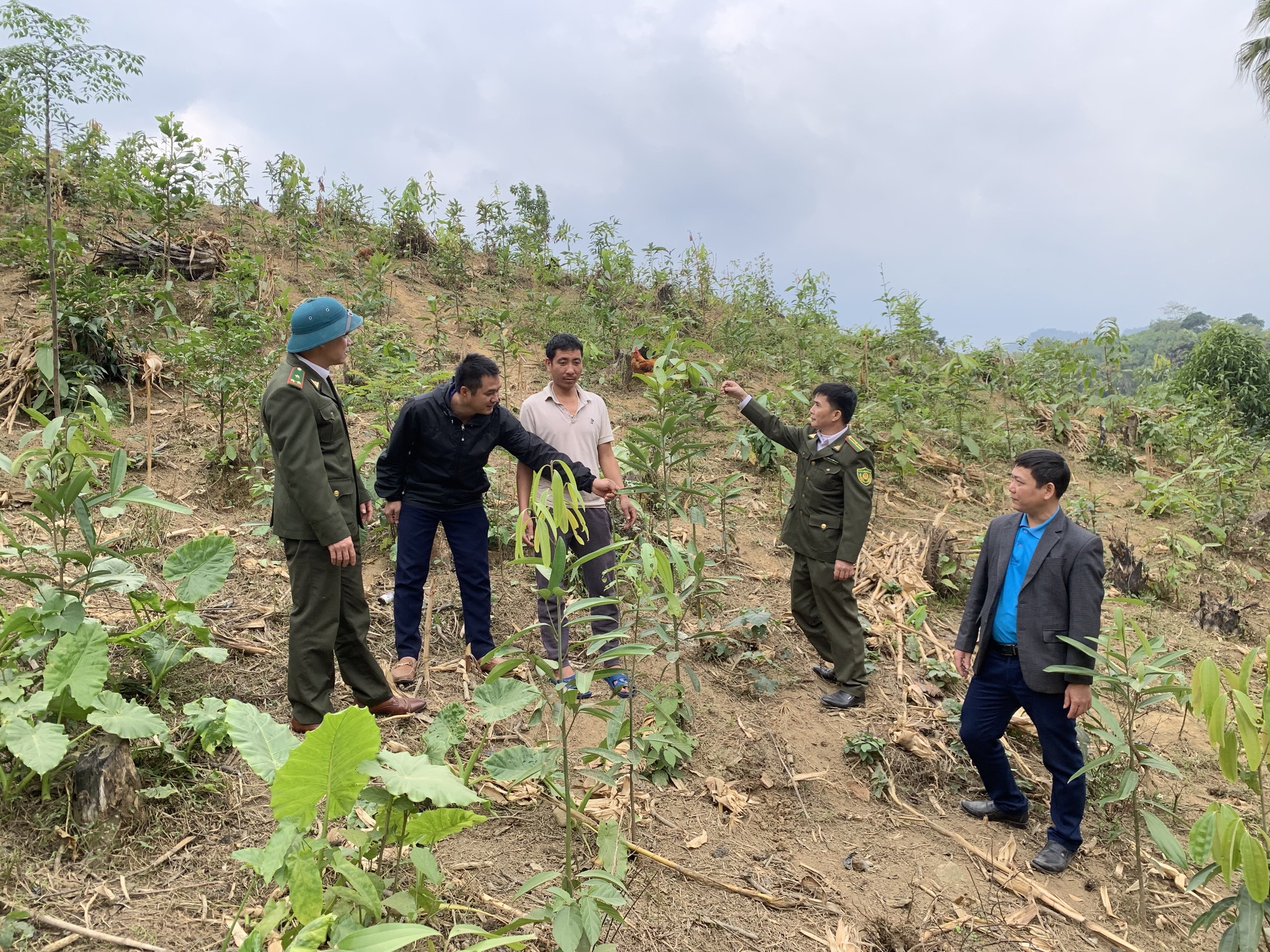 Một huyện của tỉnh Thái Nguyên phấn đấu trồng mới 500ha quế trong năm 2024- Ảnh 2.