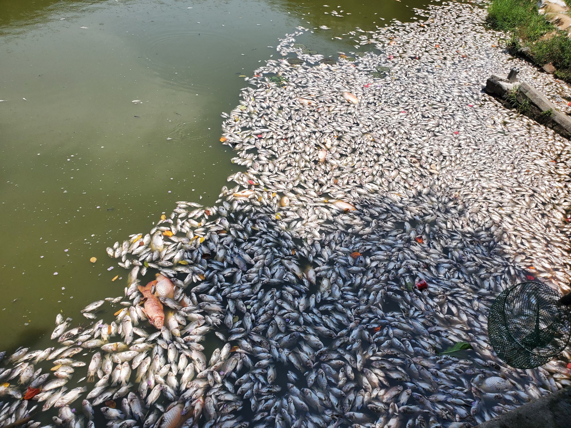 Bất ngờ cá chết nổi trắng mặt hồ điều hòa ở Quy Nhơn, Bình Định- Ảnh 1.