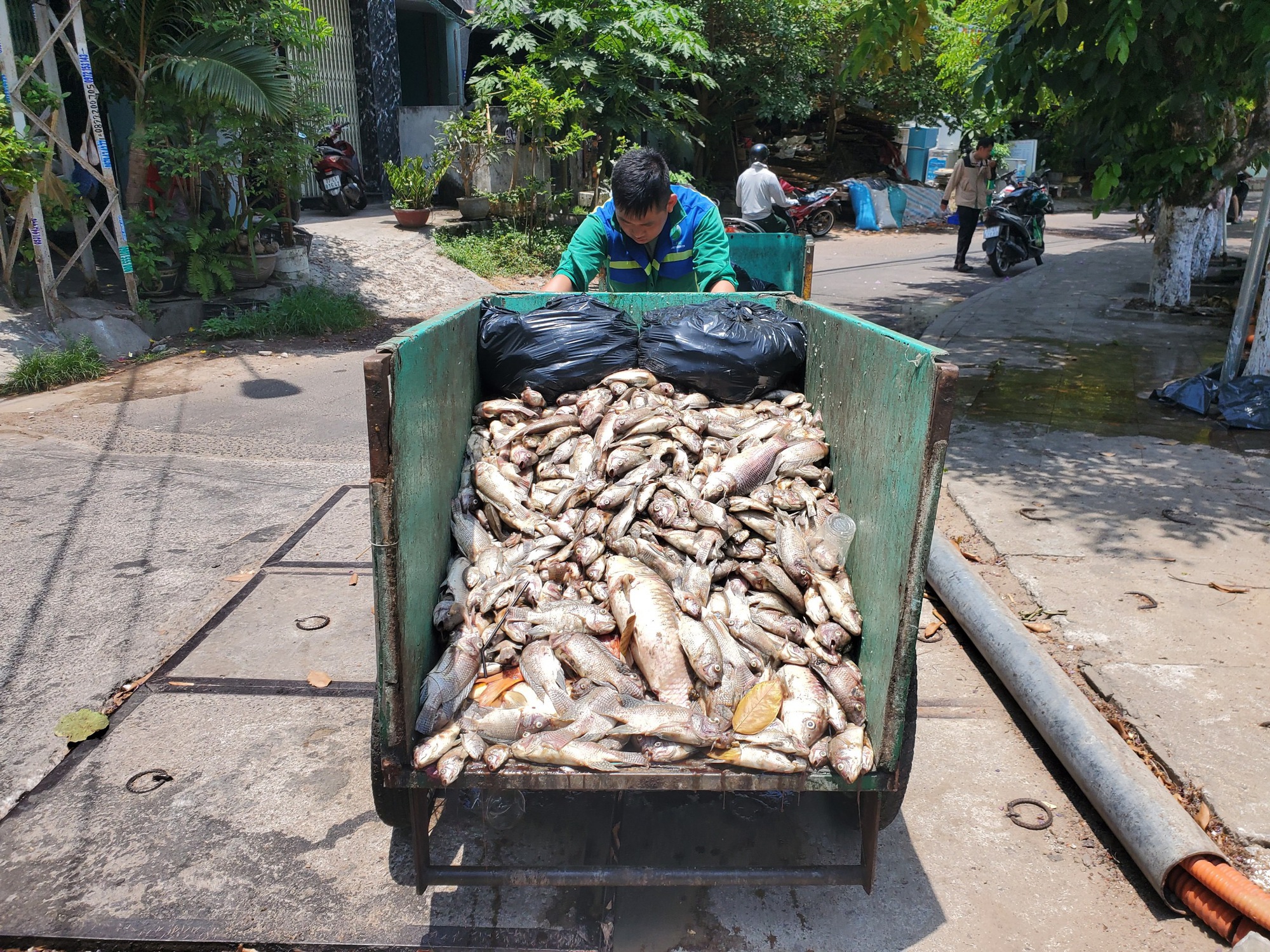 Bất ngờ cá chết nổi trắng mặt hồ điều hòa ở Quy Nhơn, Bình Định- Ảnh 2.