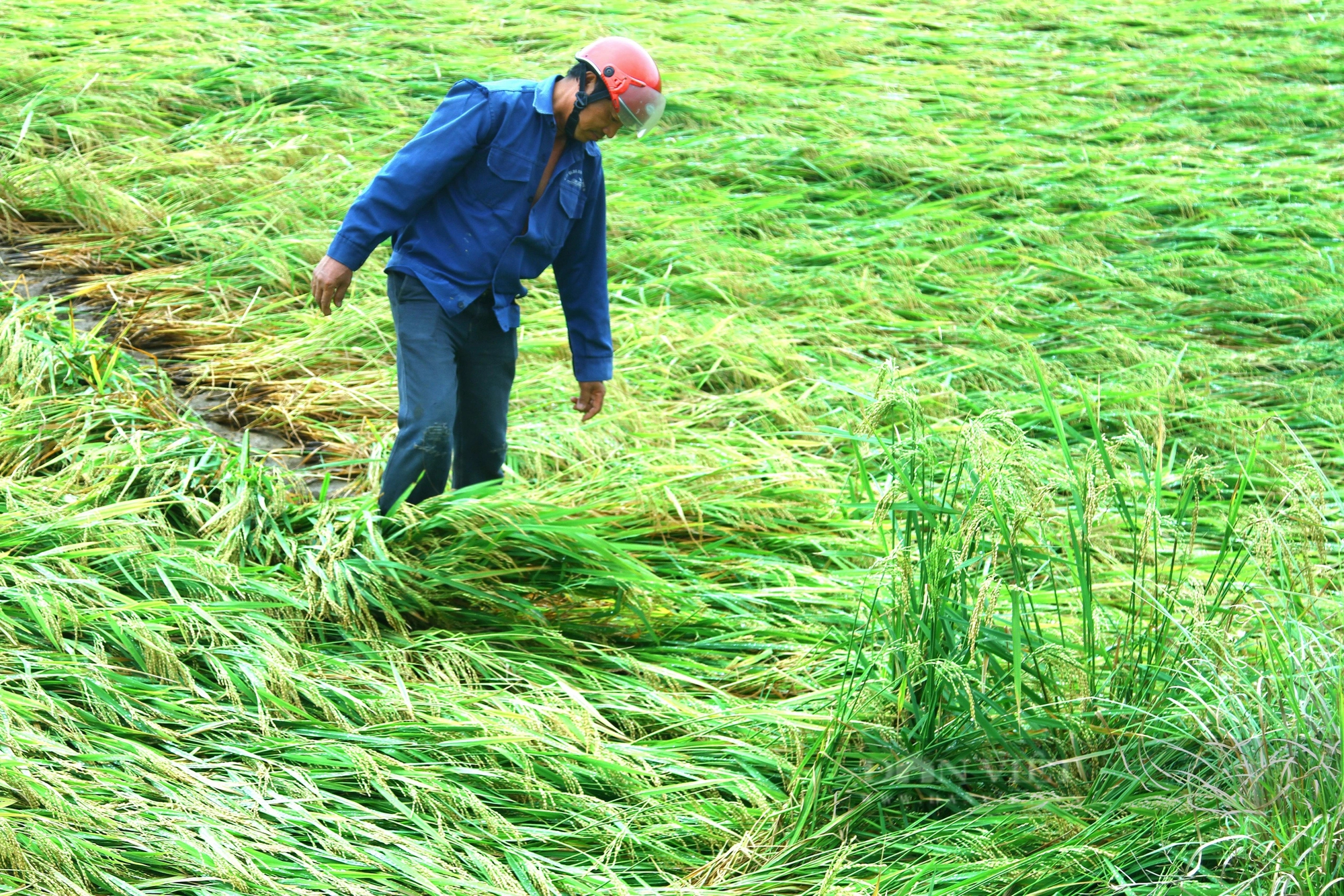 Quảng Bình: Giông lớn, hàng nghìn ha lúa chuẩn bị thu hoạch ngã rạp- Ảnh 1.